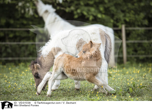 Mini Shetlandponies / Mini Shetland Ponies / VD-01038