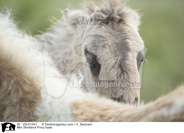 Mini Shetland Pony foals / VD-01041