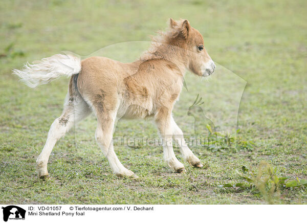 Mini Shetlandpony Fohlen / Mini Shetland Pony foal / VD-01057