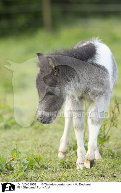 Mini Shetland Pony foal / VD-01059