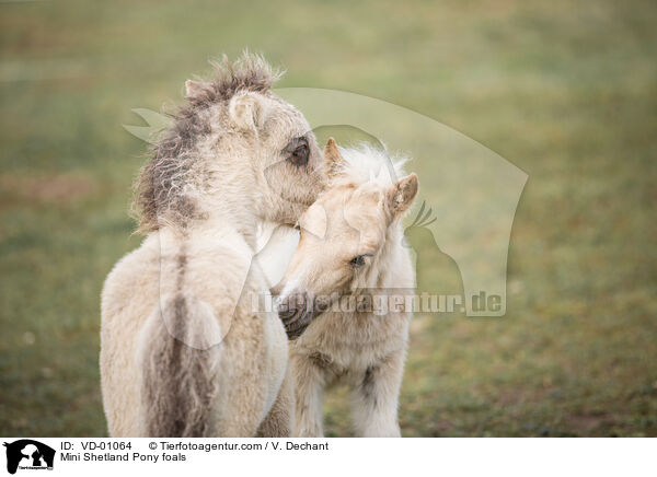 Mini Shetland Pony foals / VD-01064