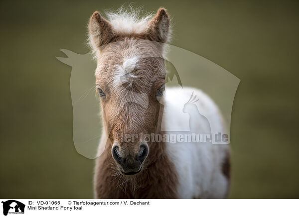 Mini Shetland Pony foal / VD-01065