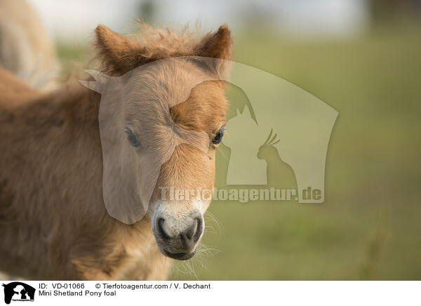 Mini Shetland Pony foal / VD-01066