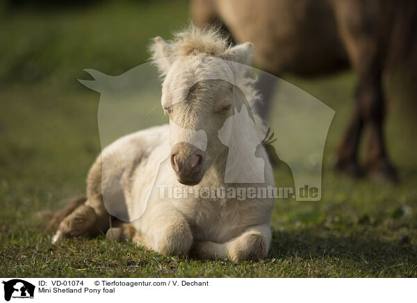 Mini Shetland Pony foal / VD-01074