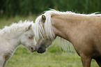 Miniature Shetland Ponies