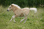 Miniature Shetland Pony foal