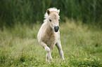 Miniature Shetland Pony foal