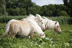 Mini Shetland Ponies