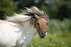 Mini Shetland Pony Portrait