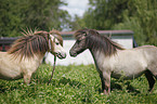 Mini Shetland Ponies