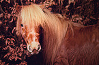 Mini Shetland Pony