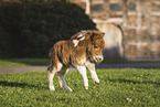 Mini Shetland Pony Foal