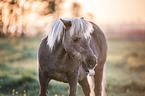 Mini Shetland Pony Portrait