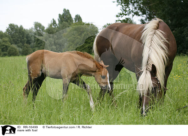 mare with foal / RR-16499