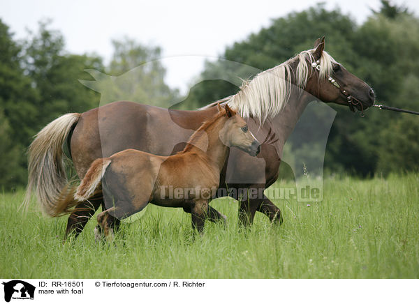mare with foal / RR-16501