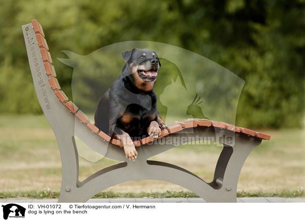 Hund liegt auf der Bank / dog is lying on the bench / VH-01072