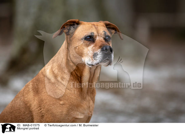 Mischling Portrait / Mongrel portrait / MAB-01575