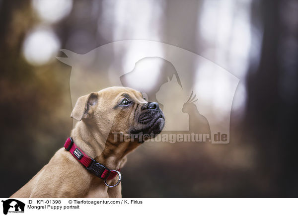 Mischlingswelpe Portrait / Mongrel Puppy portrait / KFI-01398