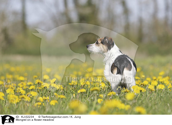 Mischling auf einer Blumenwiese / Mongrel on a flower meadow / KJ-02234