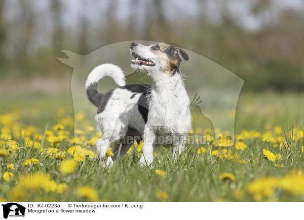Mischling auf einer Blumenwiese / Mongrel on a flower meadow / KJ-02235