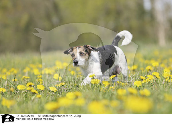 Mischling auf einer Blumenwiese / Mongrel on a flower meadow / KJ-02240