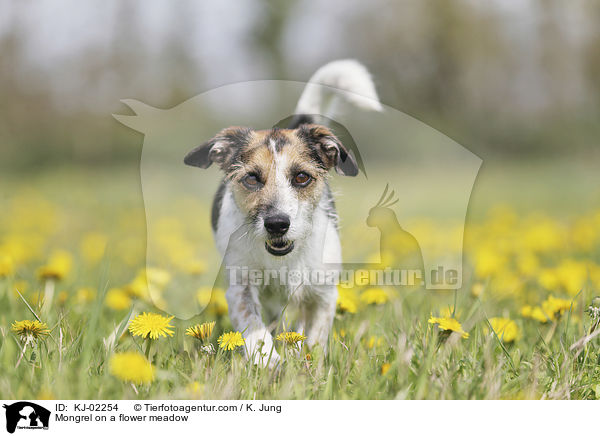 Mischling auf einer Blumenwiese / Mongrel on a flower meadow / KJ-02254