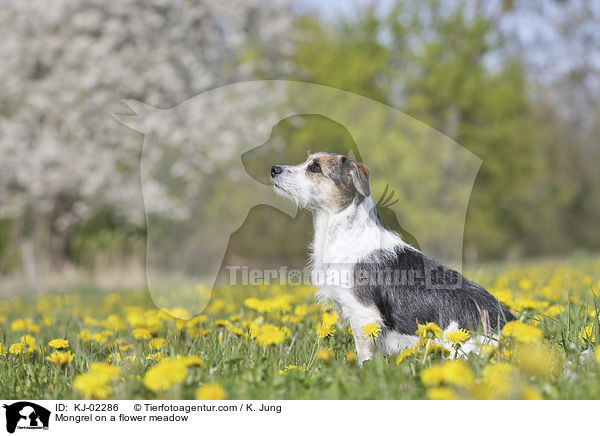 Mischling auf einer Blumenwiese / Mongrel on a flower meadow / KJ-02286