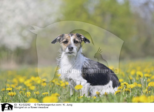 Mischling auf einer Blumenwiese / Mongrel on a flower meadow / KJ-02292