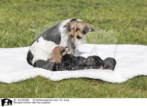 Mischling Mutter mit ihren Welpen / Mongrel mother with her puppies / KJ-02298