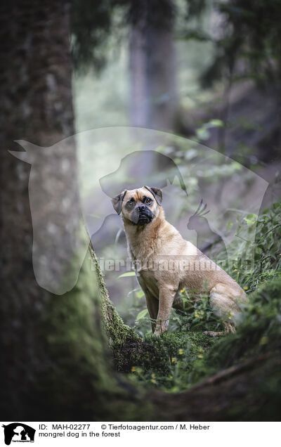 Mischling im Wald / mongrel dog in the forest / MAH-02277