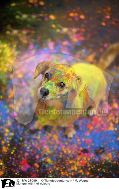 Mongrel with holi colours / MW-27099