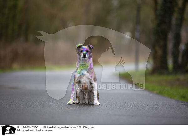 Mischling mit Holifarben / Mongrel with holi colours / MW-27151