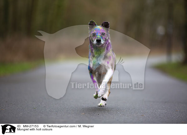 Mischling mit Holifarben / Mongrel with holi colours / MW-27153