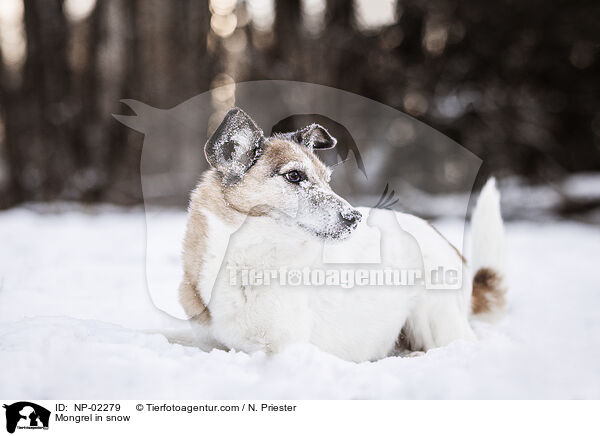 Mischling im Schnee / Mongrel in snow / NP-02279