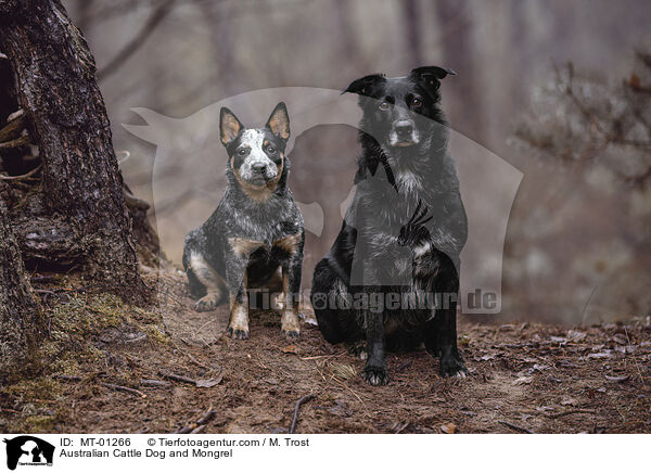 Australian Cattle Dog und Mischling / Australian Cattle Dog and Mongrel / MT-01266