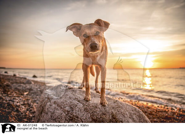 Mischling am Strand / mongrel at the beach / AK-01248