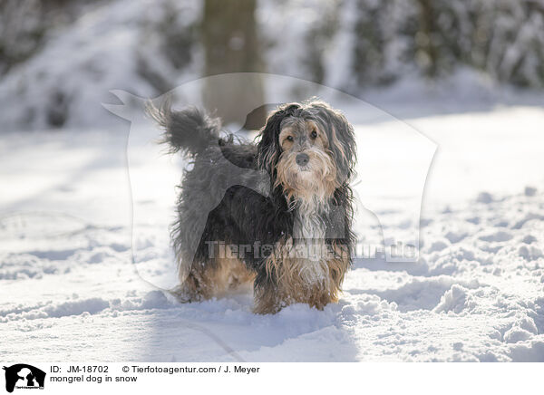 mongrel dog in snow / JM-18702