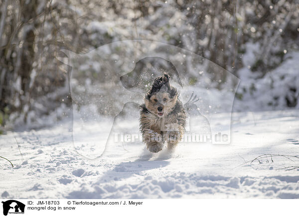 mongrel dog in snow / JM-18703