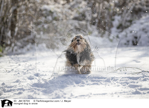 mongrel dog in snow / JM-18704