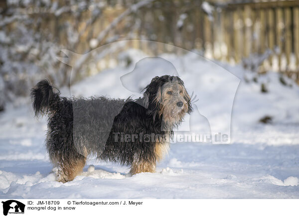 mongrel dog in snow / JM-18709