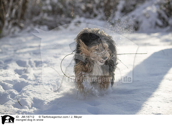 mongrel dog in snow / JM-18712