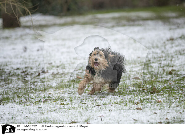mongrel dog in snow / JM-18722