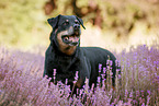 Rottweiler Mongrel in the heathland