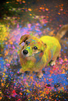 Mongrel with holi colours