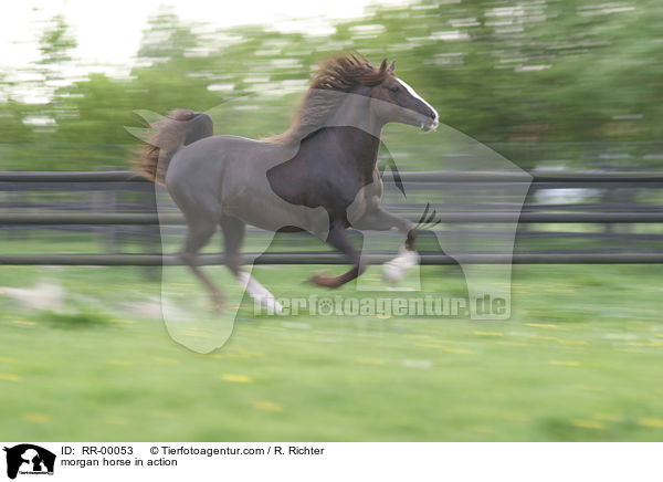 Morgan Horse Hengst in Bewegung / morgan horse in action / RR-00053