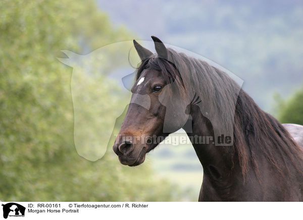Morgan Horse Portrait / RR-00161