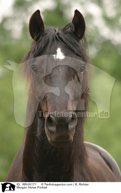 Morgan Horse Portrait / Morgan Horse Portrait / RR-00171