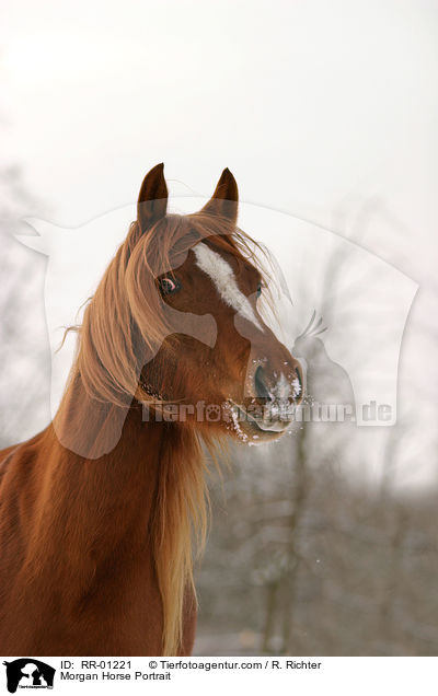 Morgan Horse Portrait / RR-01221