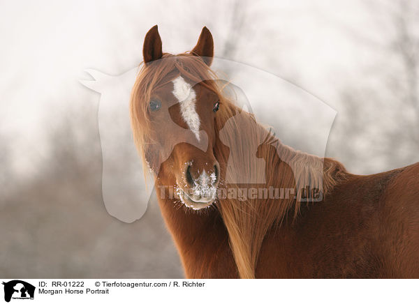 Morgan Horse Portrait / RR-01222