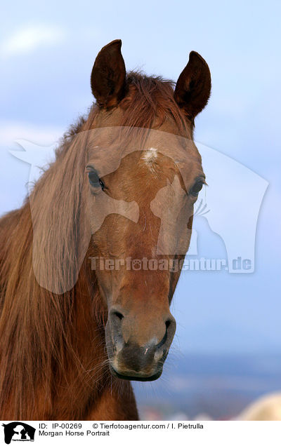 Morgan Horse Portrait / IP-00269